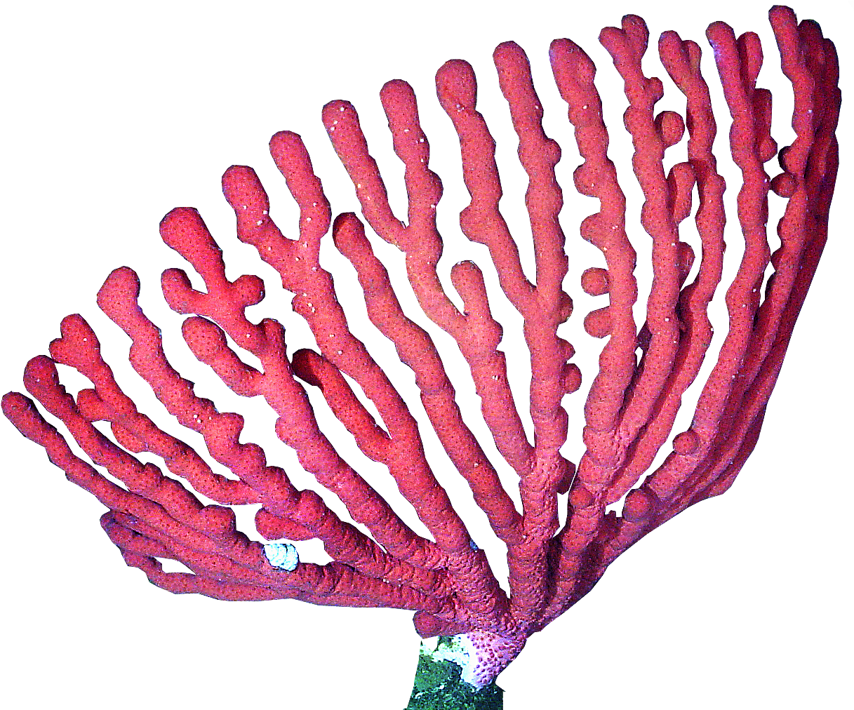 Coral Png (1239x1011), Png Download