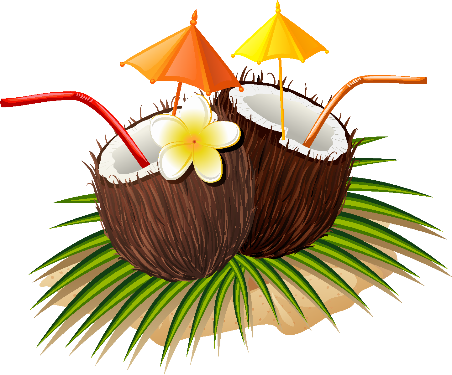 Hand Drawn Natural Juice Coconut Vector - Counter Art Cart11977 5 Oclock Coconuts Single Tumbled (1772x1378), Png Download