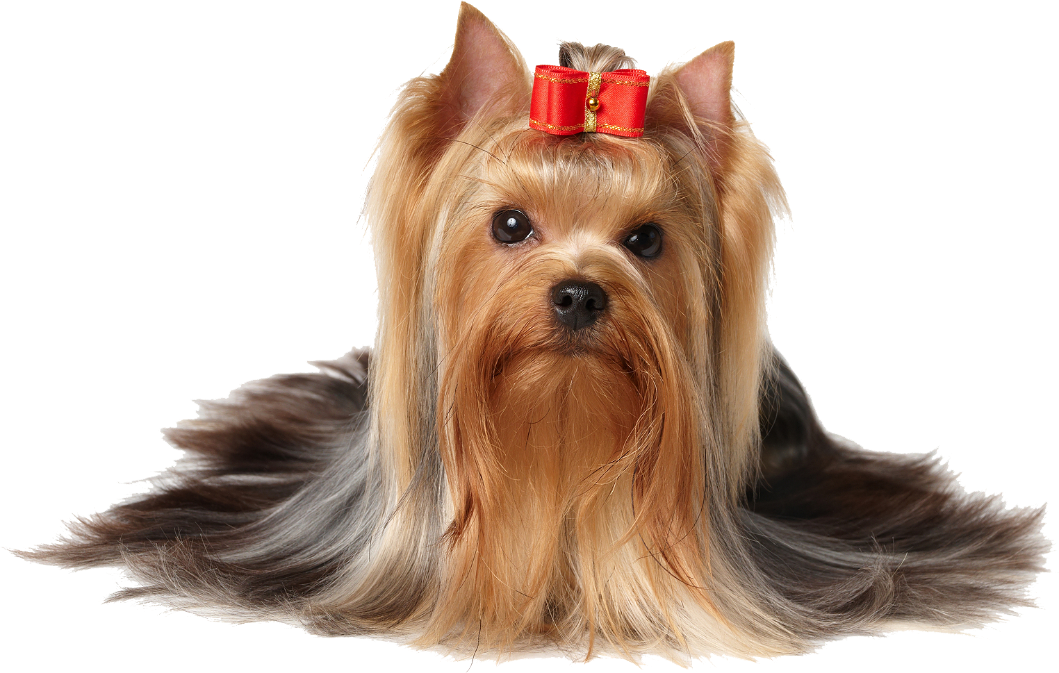 Pet Shop - Dog With Bow In Hair (1600x1104), Png Download