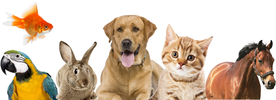 Pet Products - Animales Que Hacen Compania (980x350), Png Download
