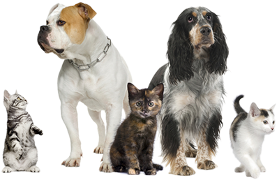 Pet Shop Animais - Dog And Cat Pdf (434x292), Png Download