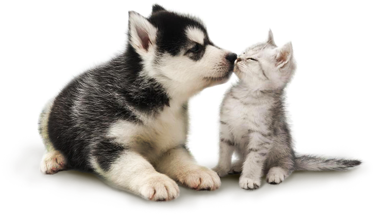Há Mais De Vinte Anos Cuidando Do Seu Pet - Kirwv Kilwfxgh 1pc Pet Herbal Flea Tick Powder Dog (758x438), Png Download