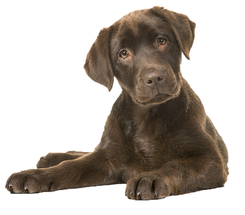 We Nurture This Gift By Providing All Our Pet Shop - Lab Dog (800x705), Png Download