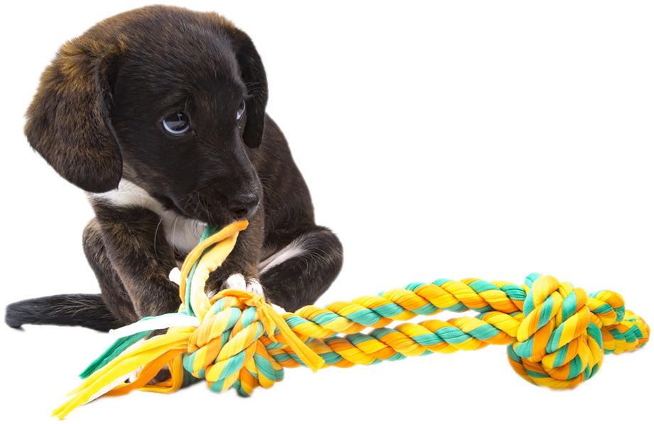 Everydog Justdogs Pet Shop In Snodland Kent - Everydog (933x653), Png Download