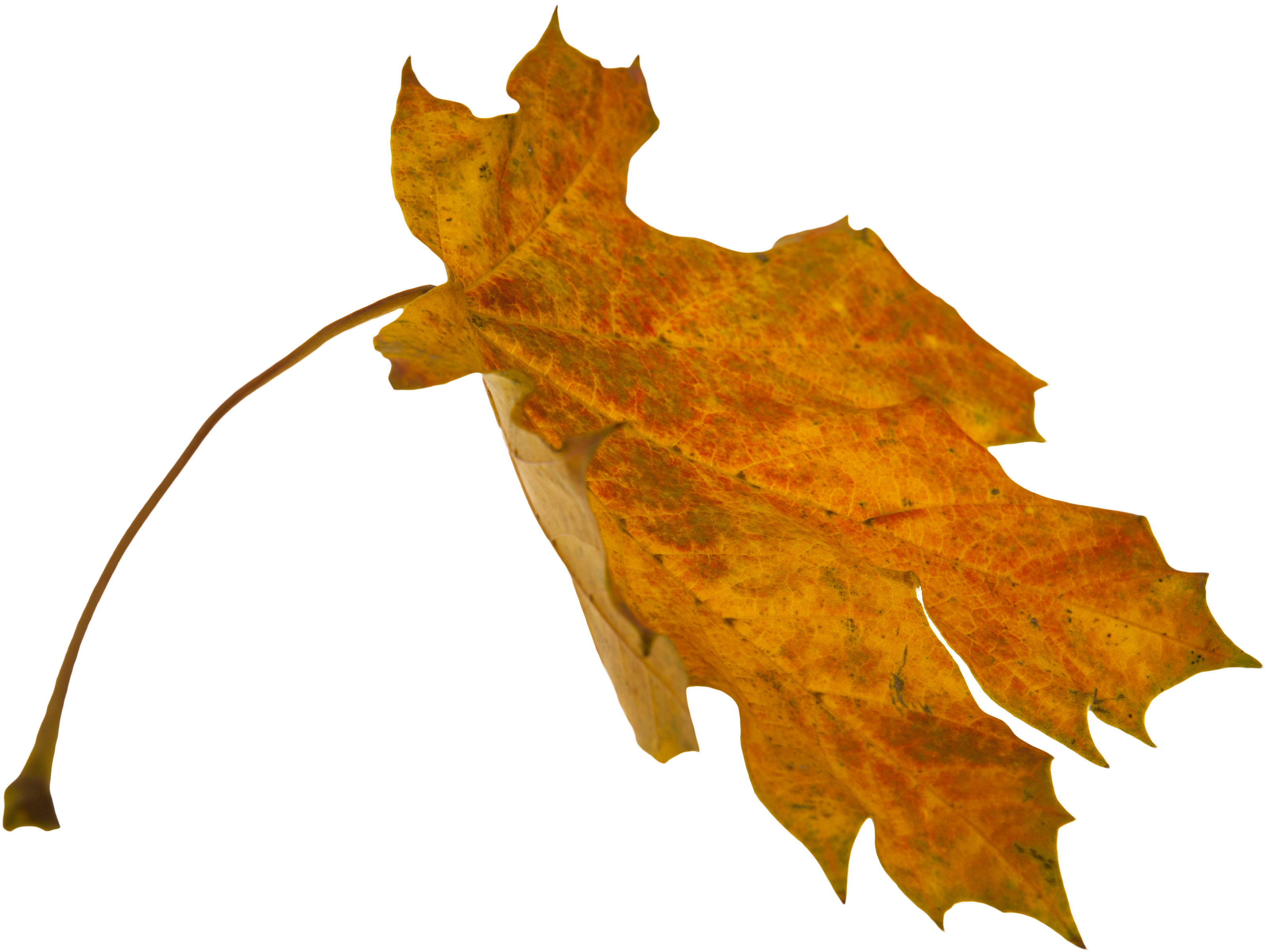 Png Leaf Overlays (3639x2560), Png Download