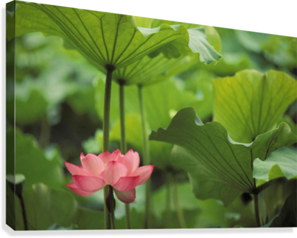 Hawaii, Single Bright Pink, Full Lotus Blossom Amongst - Design Pics Dpi1991217 Hawaii Single Bright Pink Full (428x343), Png Download