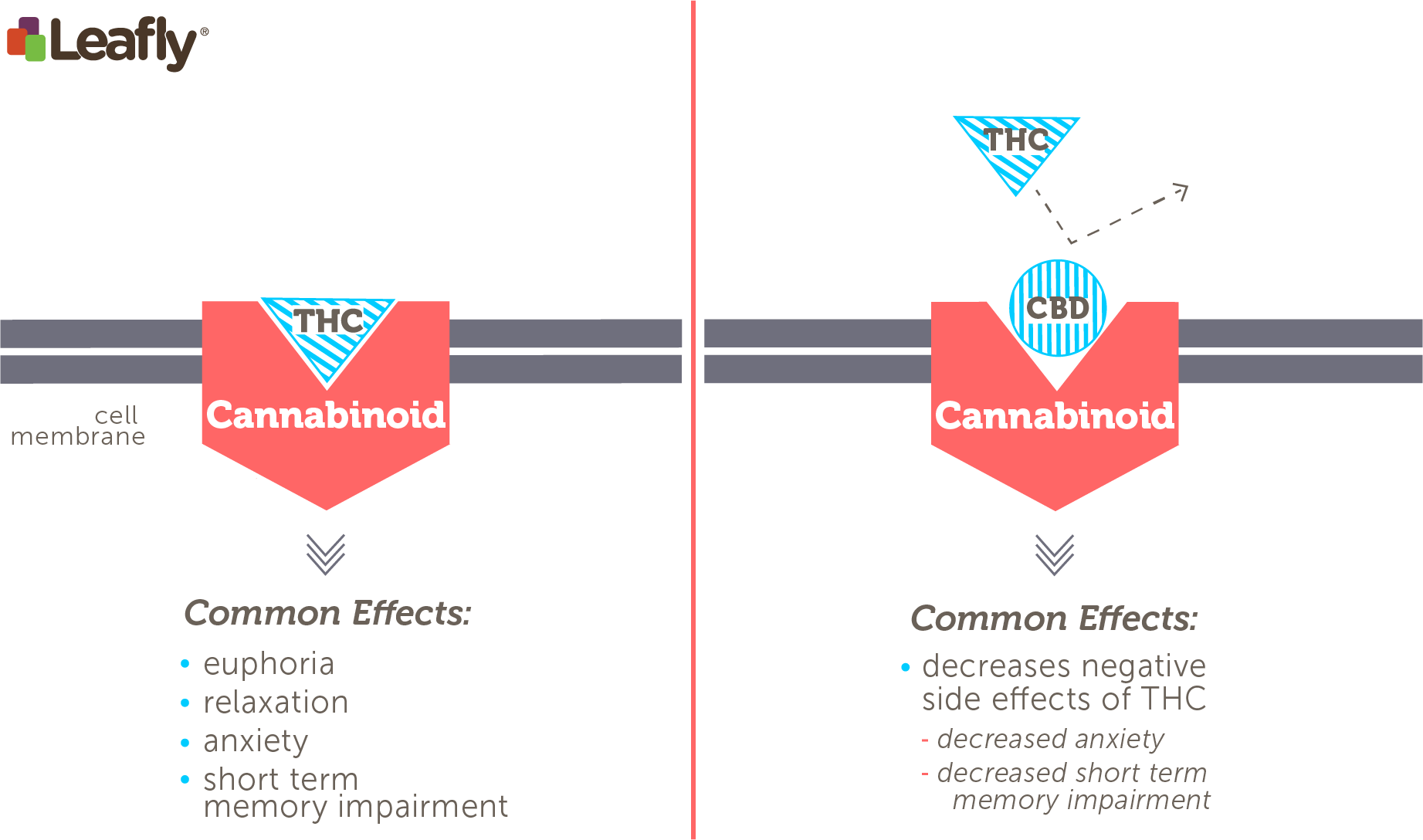 Thc Directly Stimulates The Cb1 Receptor - Does Cbd Get You High (1843x1088), Png Download