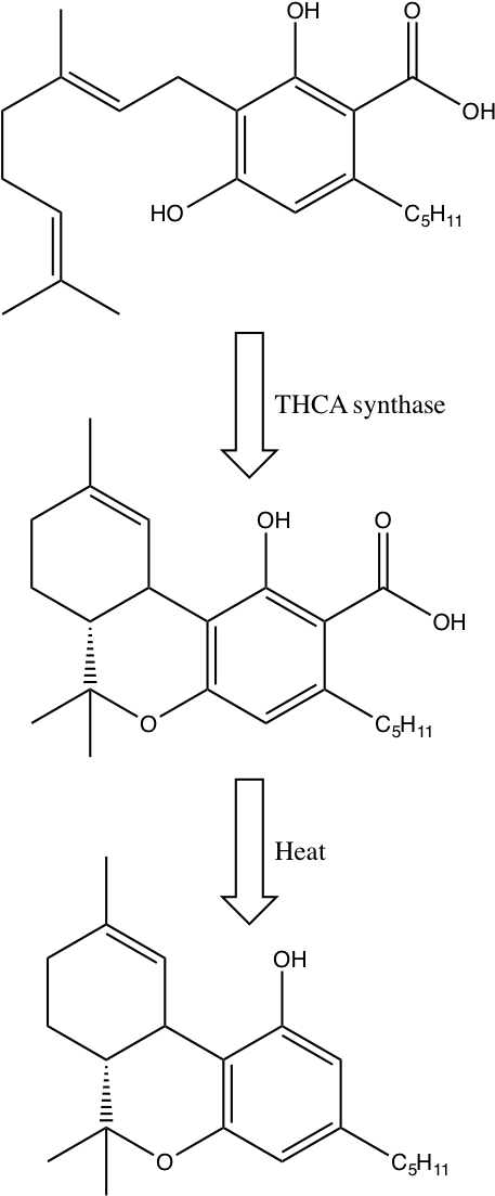 Gardner Thc Pic2 - Tetrahydrocannabinol (469x1111), Png Download