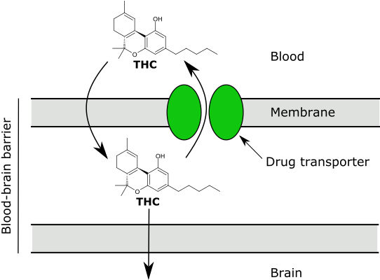 Thc Drug Transporters Blood Brain Barrier - Thc Blood Brain Barrier (570x429), Png Download
