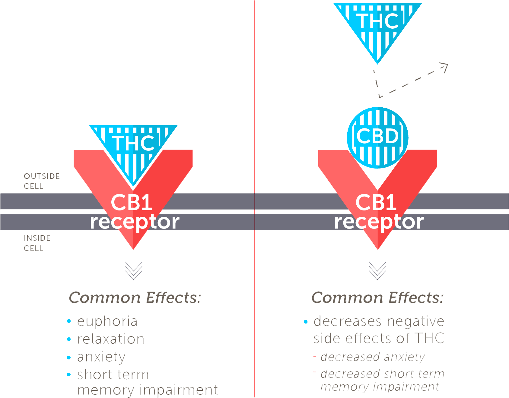 While Thc Has A High Affinity For Cb 1, Cbd Does Not - Faah Cbd (1712x1756), Png Download