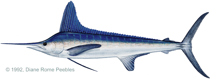 White Marlin Painting (720x271), Png Download
