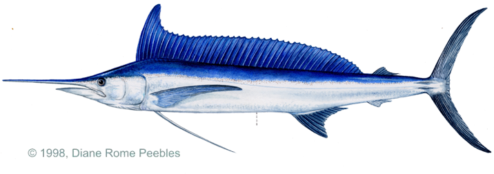 Spearfish, Atlantic - Long Nosed Spearfish (720x273), Png Download