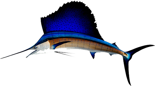 Sailfish Are The Ultimate Trophy Fish As They Are Abundant, - Sailfish Png (640x284), Png Download