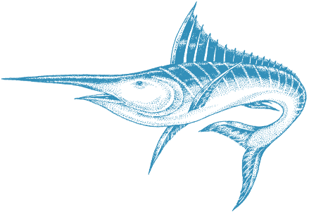 Atlantic Blue Marlin (560x300), Png Download