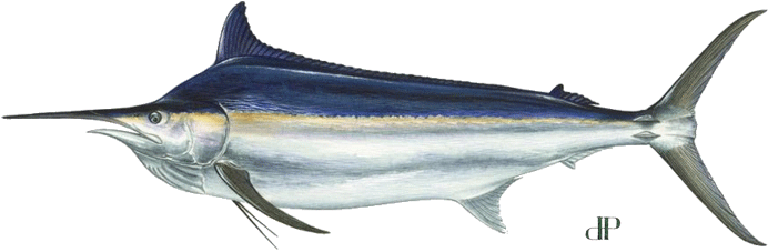 Black Marlin (720x252), Png Download