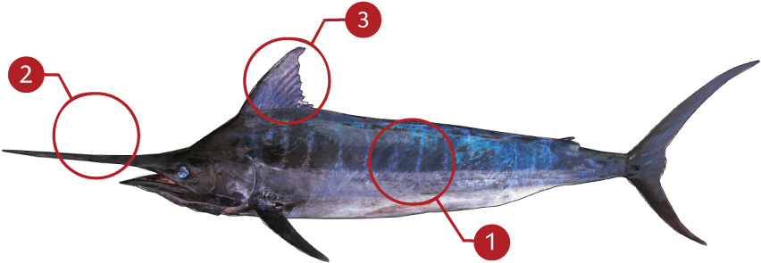 How To Identify A Blue Marlin - Atlantic Blue Marlin (873x369), Png Download