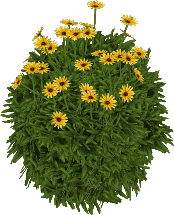 Susanblackeyed Jimmyzhoopz - Gazania (709x774), Png Download