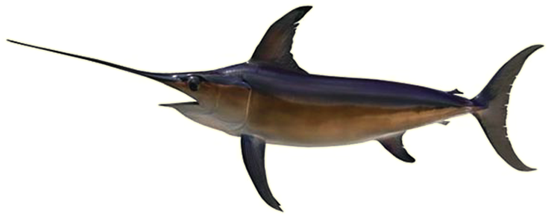 Sword Fish - Swordfish (1200x800), Png Download