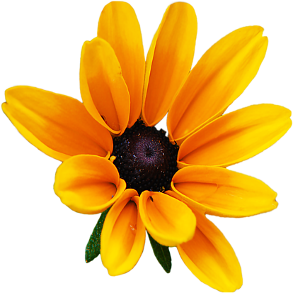 Download Report Abuse Black Eyed Susan Yellow Flowers Png Image With No Background Pngkey Com