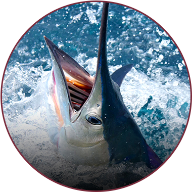 Fishing Logs - Florida (380x380), Png Download