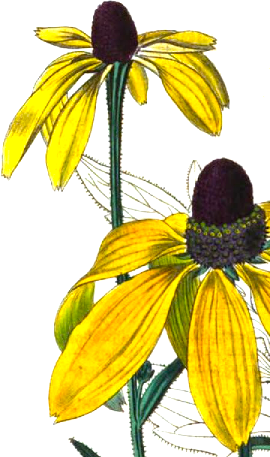 Rudbeckia Pinnata Engraving From Bury Hill - Sunlight (998x1526), Png Download