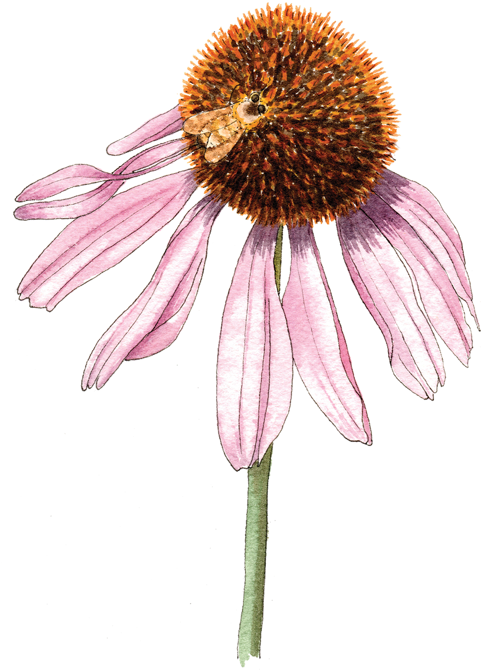 Echinaceabee-300 - Purple Coneflower (1000x1375), Png Download
