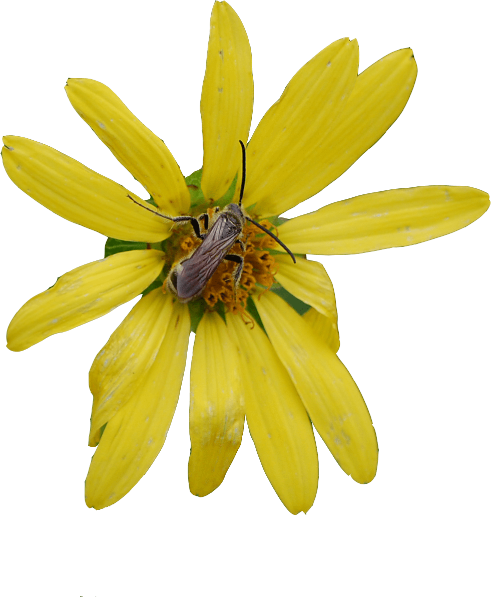 Home Page Flower - African Daisy (1200x1200), Png Download