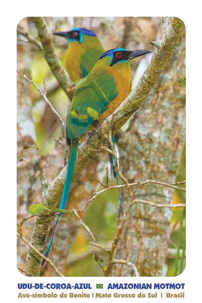 Click On Image To Enlarge - Green Jay (900x600), Png Download