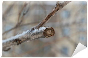 Birch (400x400), Png Download