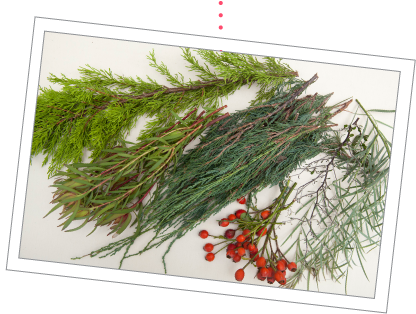 Process The Plants Into Usable Sizes - Evergreen (460x326), Png Download