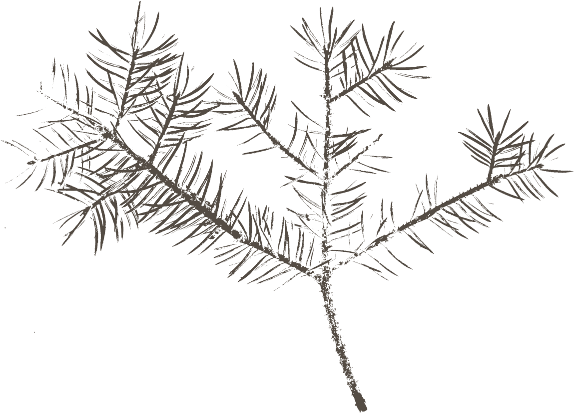Pine (1162x873), Png Download