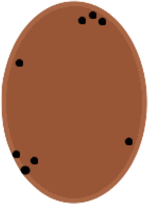 Potatoe - Portable Network Graphics (524x718), Png Download