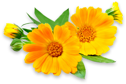 Our Flower Services 3 Orange Blooms With Greenery - Calendula Flowers (439x304), Png Download