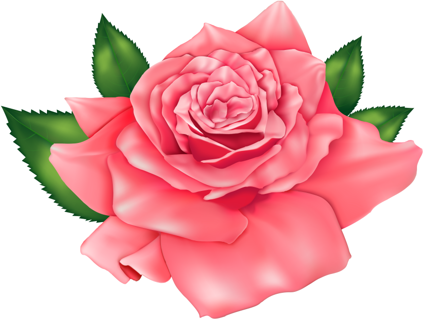 Download Flores Rosa Vermelha 3 Png Pink Rose Png Clipart Png Image With No Background Pngkey Com