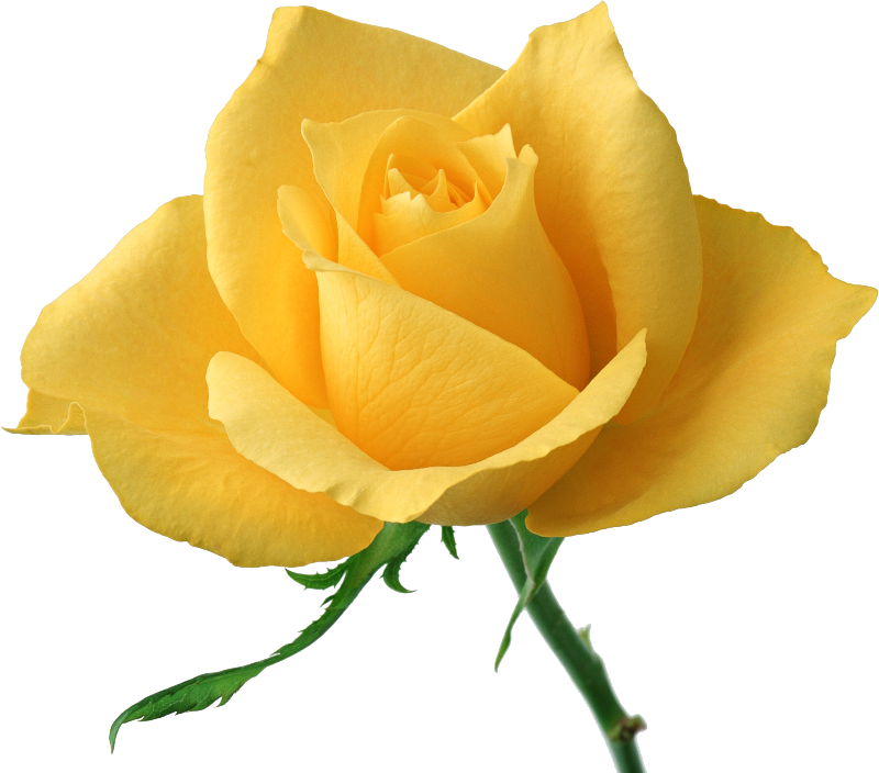 Rosa Branca E Rosa Vermelha Juntas União E Aceitação - Single Yellow Rose Flowers (800x704), Png Download