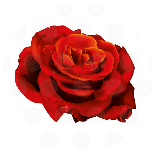 Rosa Vermelha - Hybrid Tea Rose (500x500), Png Download