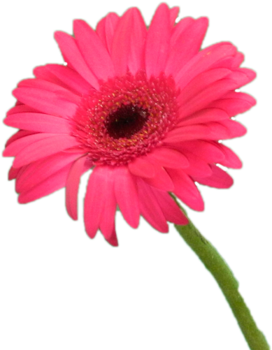 Gérbera Vermelha Unitária - Flores Unitárias (480x535), Png Download