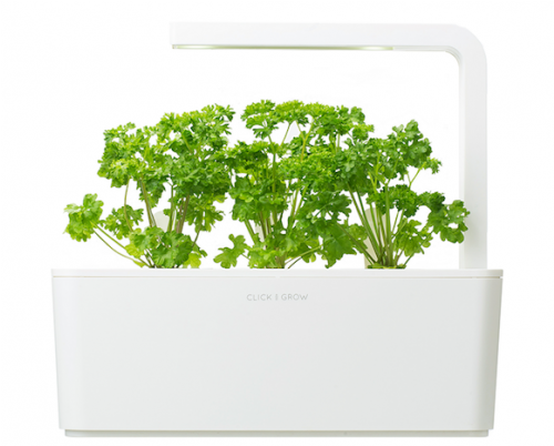 Parsley (500x500), Png Download