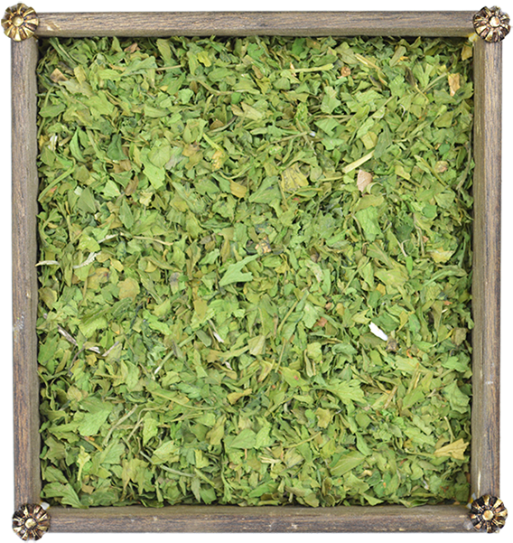 Perejil - Parsley (570x708), Png Download