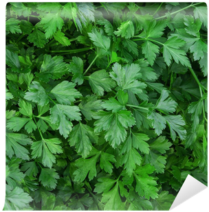 N.l. Chrestensen Petersilie Gigante D' Italia (400x400), Png Download