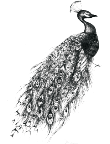 Peacock Tattoo 1 Large - Peacock Tattoo Black And White (480x480), Png Download