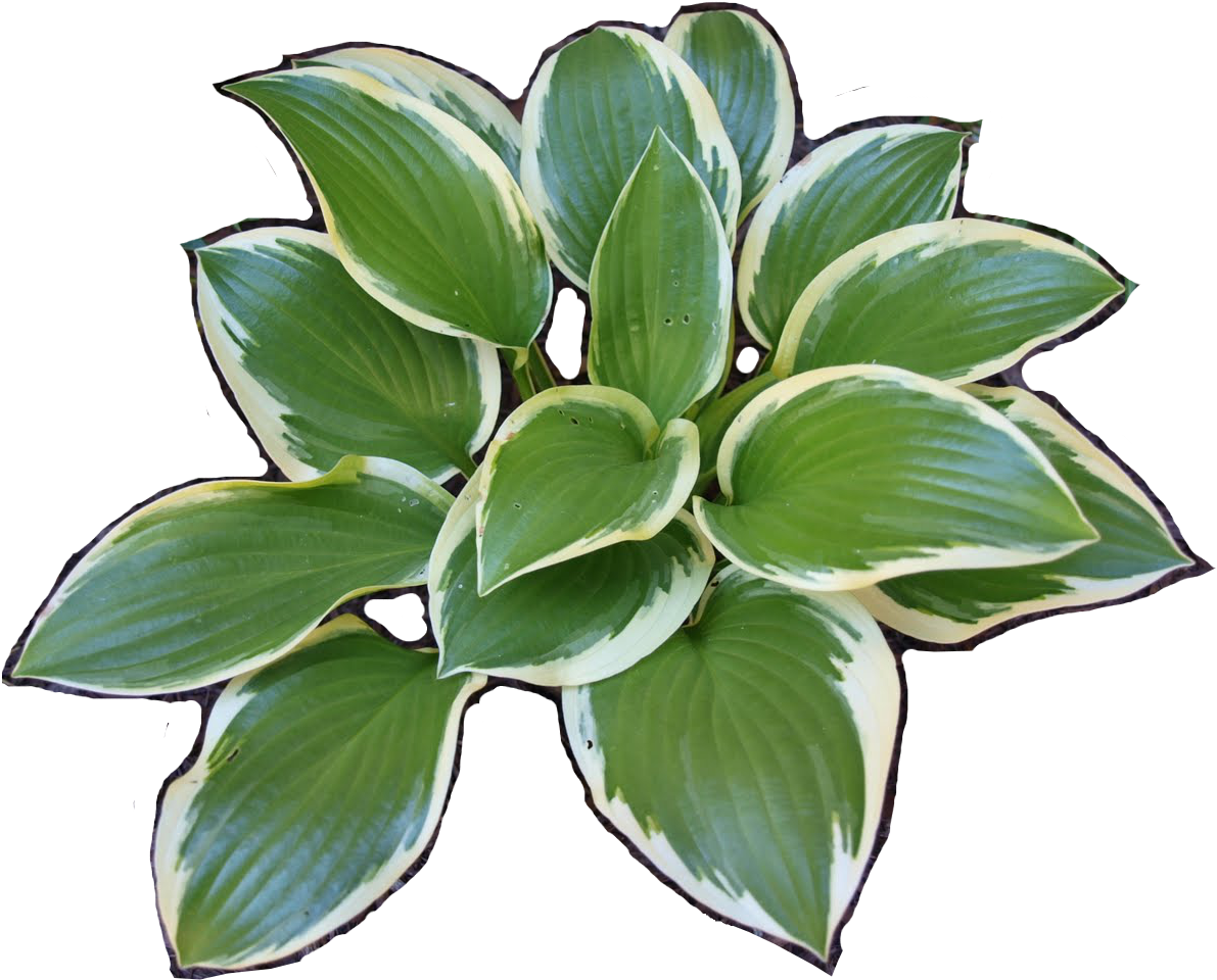 Hosta-iso - Plantain Lilies (1209x1004), Png Download