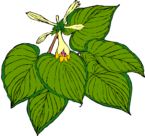 Hosta - » - Portable Network Graphics (490x457), Png Download