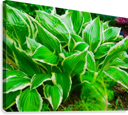 Francee Hosta Canvas Print - Wallpaper (429x386), Png Download