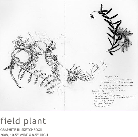 Hosta - Drawing (634x510), Png Download