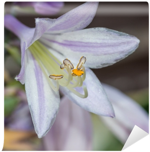 Agapanthus (400x400), Png Download