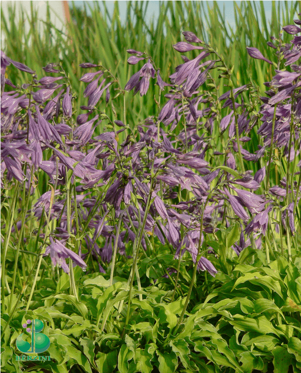 Mazā Hosta - Periwinkle (1000x740), Png Download