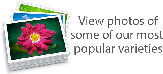 Iphoto (576x256), Png Download