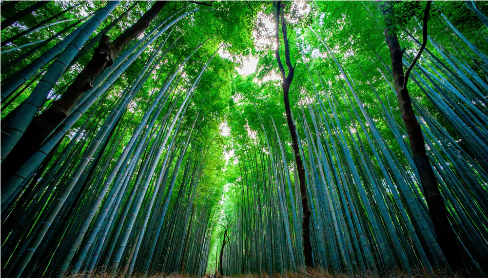 Download Score 50% - Wet Bamboo Forest PNG Image with No Background -  PNGkey.com