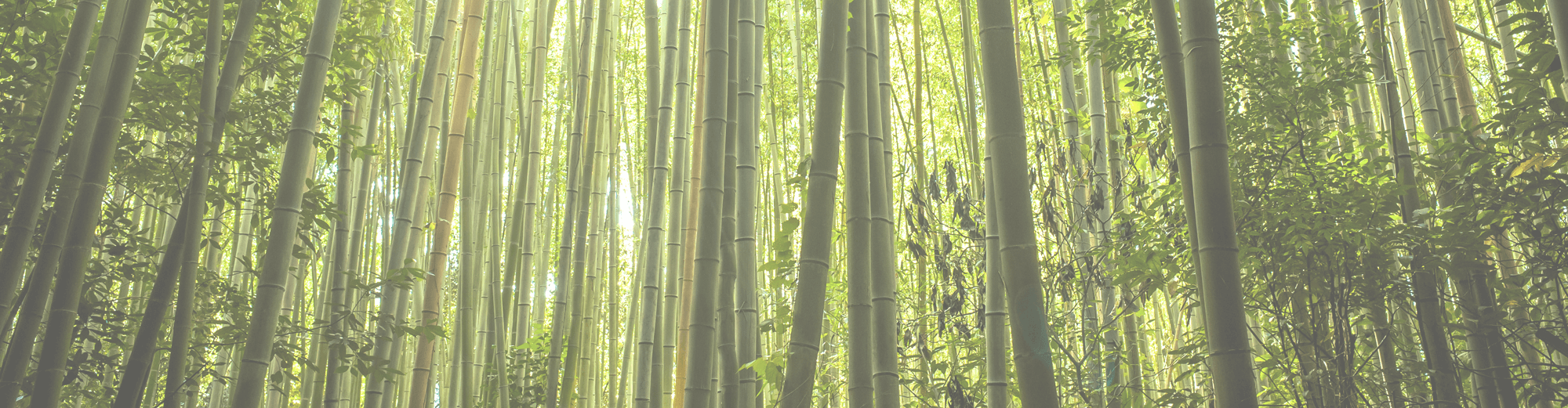 Bamboo Mindfulness (2000x521), Png Download